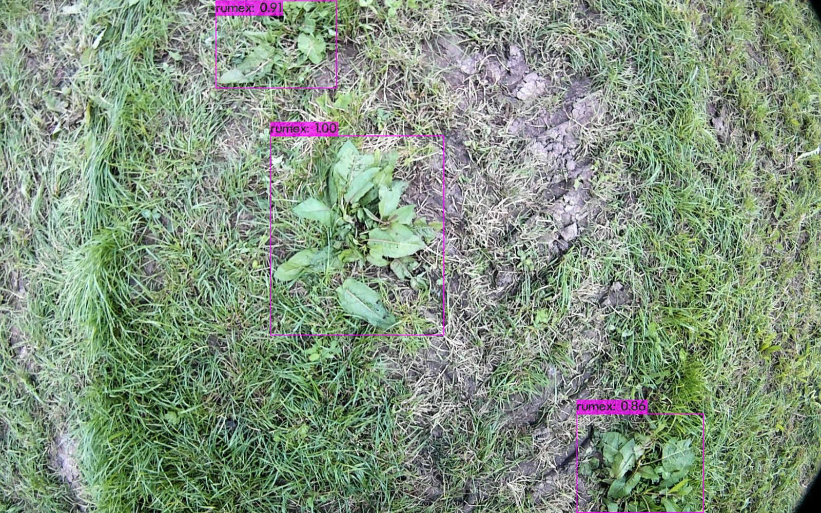 Reconnaissance IA du rumex dans l'herbe en temps réel